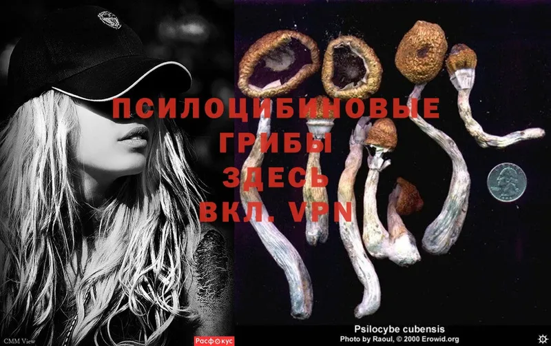 купить   Шлиссельбург  Галлюциногенные грибы Psilocybe 